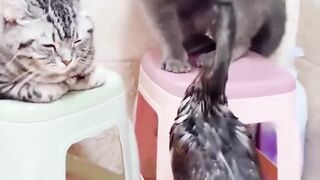 an ugly duck