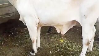 Bull for sale in Pakistan and