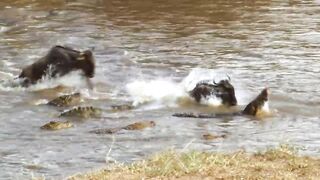 animal video#khan