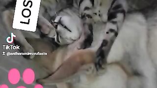 Amigos conviviendo