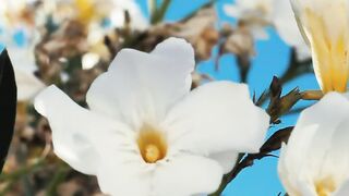 White flowers in the breeze - adalinetv