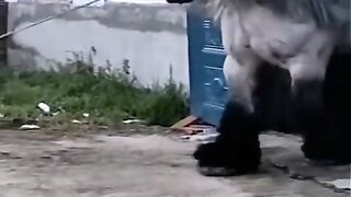 ANIMAL VIRAL