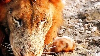ANIMAL VIRAL