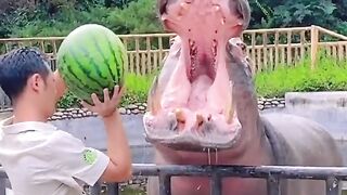 ANIMAL VIRAL