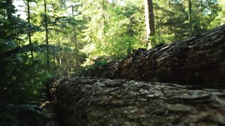 Sunny day in a forest seen in detail - adalinetv