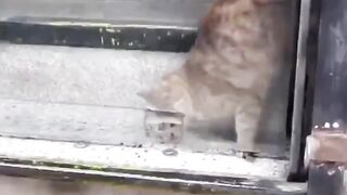 Cat goes through a small hole impossible