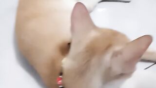 Simba2