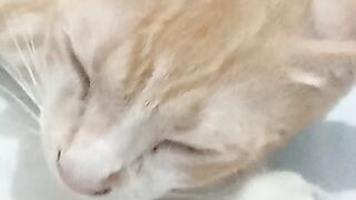 Simba4