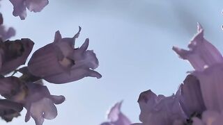 Purple flowers - adalinetv