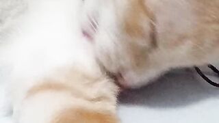 Simba5