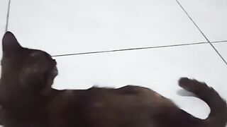 Simba vs cemong