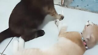Simba vs cemong2