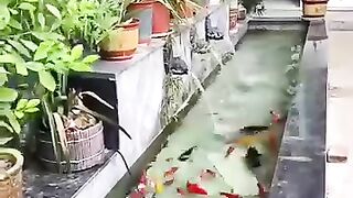 Koi fish