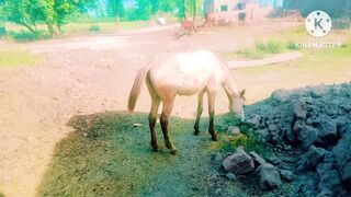 Horse ???? video