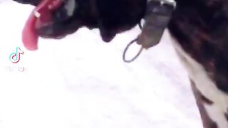Dog name shina fighter