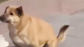 হরে কৃষ্ণ