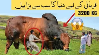 Biggest Bulls In The World For Qurbani   قربانی کے لیے دنیا کا سب سے بڑا بیل   Qurbani k Janwar 2023