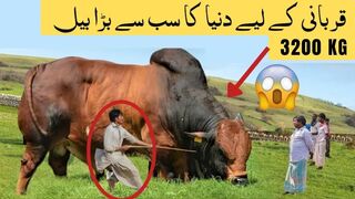 Biggest Bulls In The World For Qurbani قربانی کے لیے دنیا کا سب سے بڑا بیل Qurbani k Janwar 2023