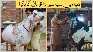5 Most Biggest Qurbani Bakra   دنیا میں سب سے بڑا قربانی کا بکرا   biggest qurbani animals