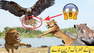 10 Most Dangerous Birds in the World in Urdu