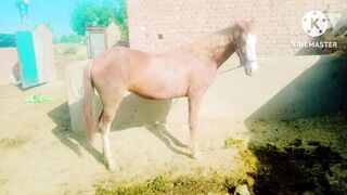 Horse ????????