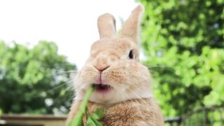 Naturel animal video no Ai video and free copyright  video and music