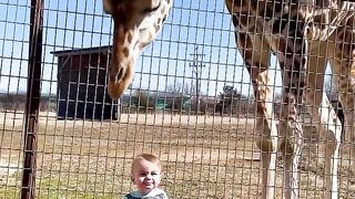 Cute Giraffe Gives Baby Smooches