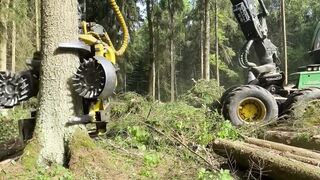 Amazing tree cutter and cleaner