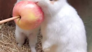Dog and bunny chew apples together. Cute little pets in the countryside. Golden Sun Original