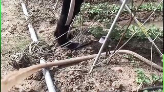 Small Earth Hole Digging
