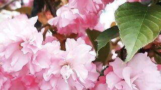 FLOWER 01,United States, Canada, Australia, UK