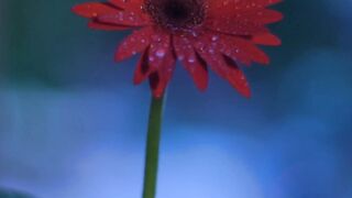 FLOWER 02,United States, Canada, Australia, UK