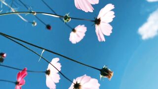 FLOWER 03,United States, Canada, Australia, UK