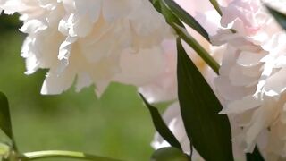 FLOWER 04,United States, Canada, Australia, UK