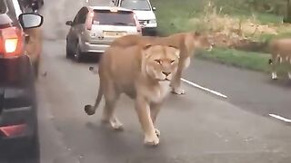 lion king / harimau