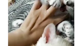 Cat????