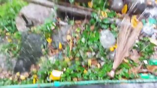 বৃশটির দিনে কিভাবে কই মাছ ধরে দেখুন