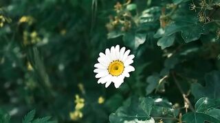 FLOWER 05,United States, Canada, Australia, UK