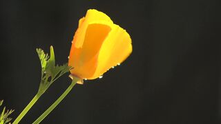 FLOWER 06,United States, Canada, Australia, UK