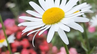 FLOWER 07,United States, Canada, Australia, UK