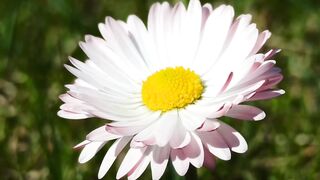 FLOWER 08,United States, Canada, Australia, UK