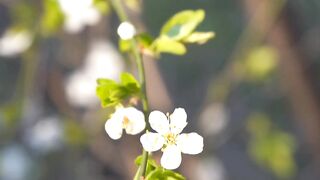 FLOWER 09,United States, Canada, Australia, UK