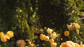 FLOWER 10,United States, Canada, Australia, UK