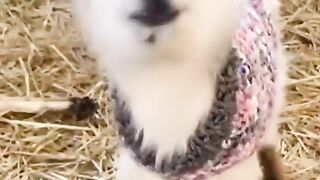 Funny animals