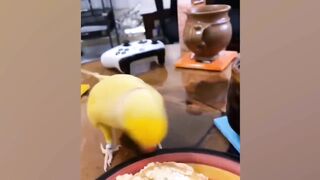 Funny Animal Part 3