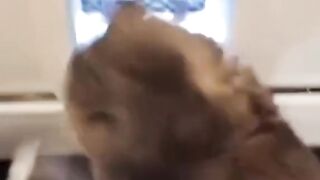 Cat reaction