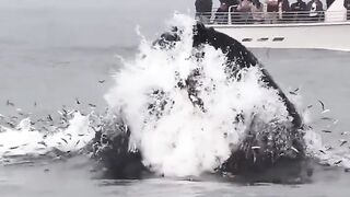 The big whale