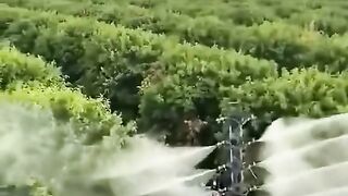 The fields , the machine and the skill