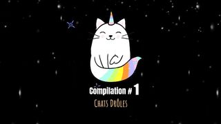Vidéos de chats drôles - Compilation
