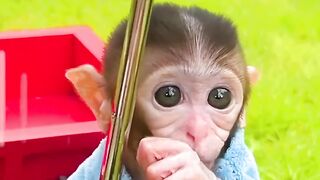dado the monkey